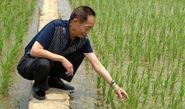 吃瓜爆料袁隆平图片大全,吃瓜群众眼中的农业巨星